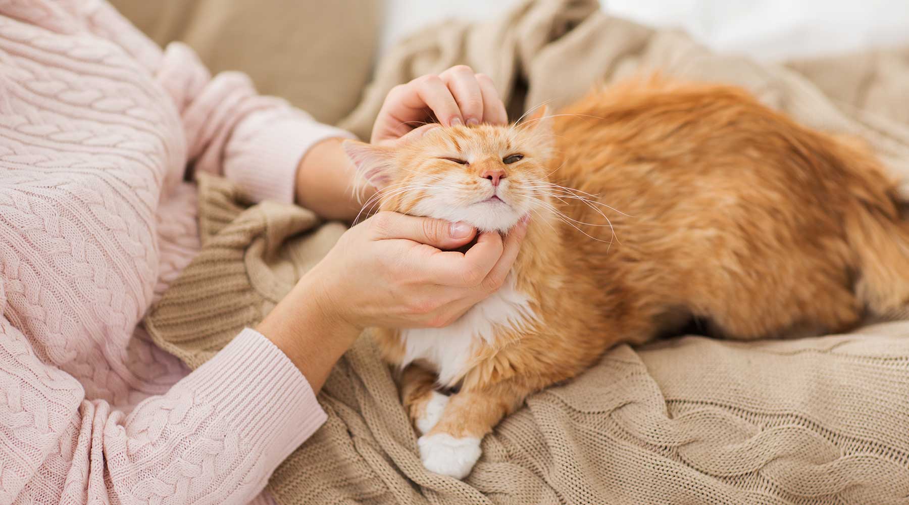 猫との生活ってどんなもの？ – ルークランオンライン
