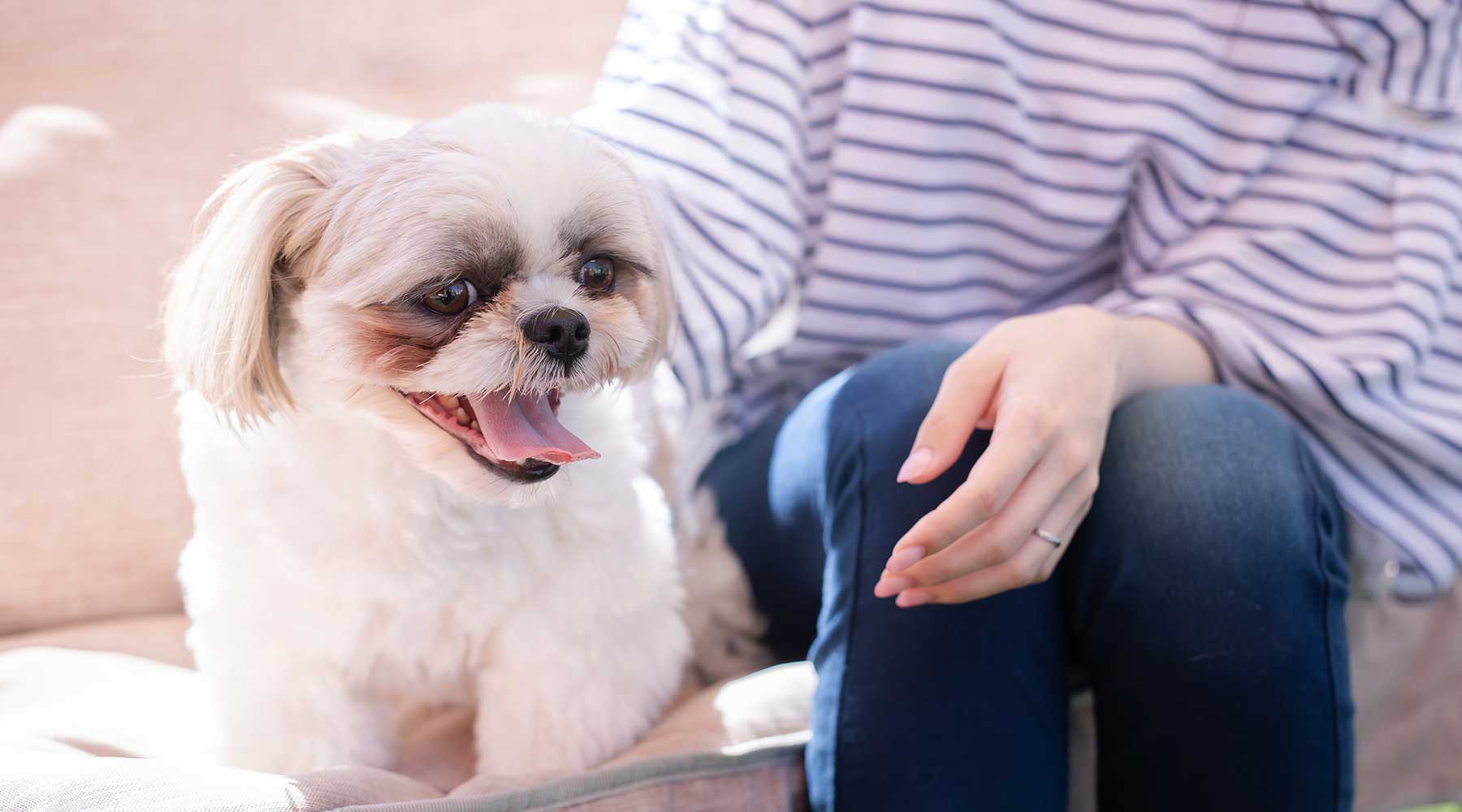 犬との生活ってどんなもの？ – ルークランオンライン