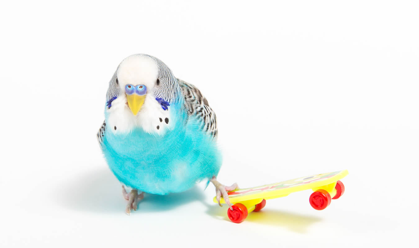鳥用おもちゃ – tagged 