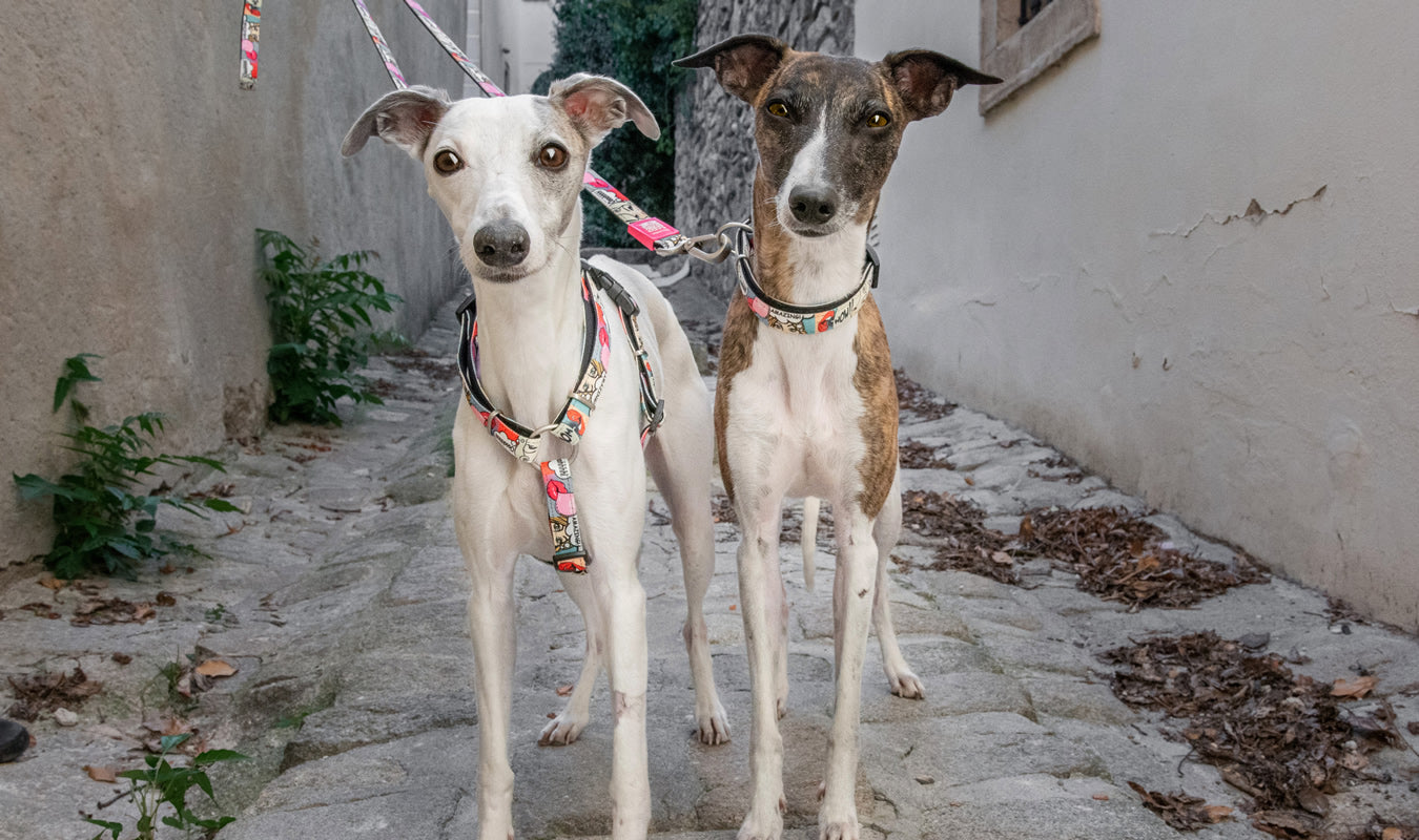 chi^ku チーク リボン 首輪 リード セット 革 くすみパープル オマケ付 首輪・リード・ハーネス – Page 3 – ルークランオンライン