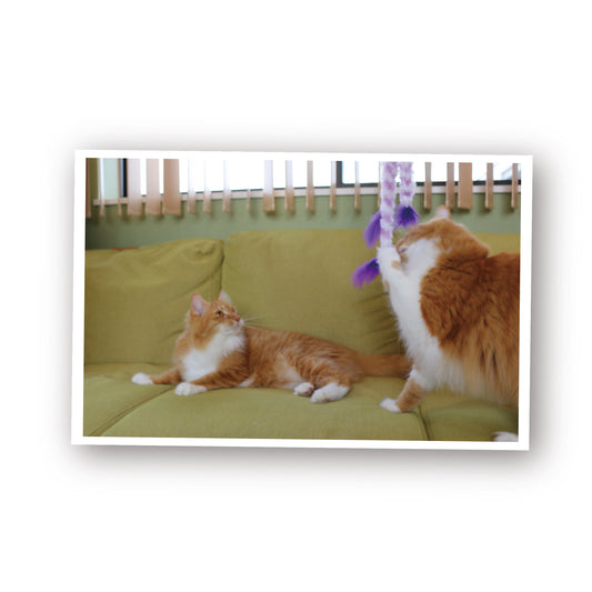 ループ 猫用おもちゃ ロッディーズ トリプルフェザー