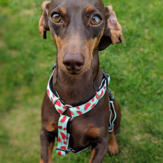 マックスアンドモーリー ハーネス スイカ