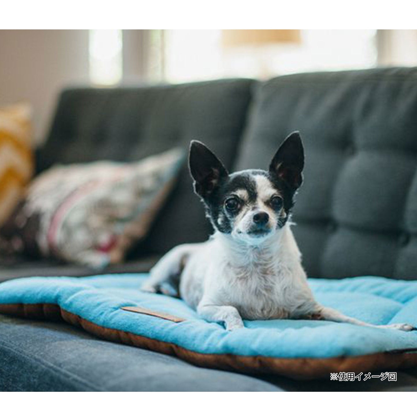 チルパッド イメージ画像