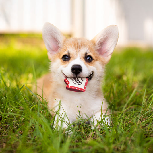 ループ 犬用おもちゃ スモル カジノ ウェルカム