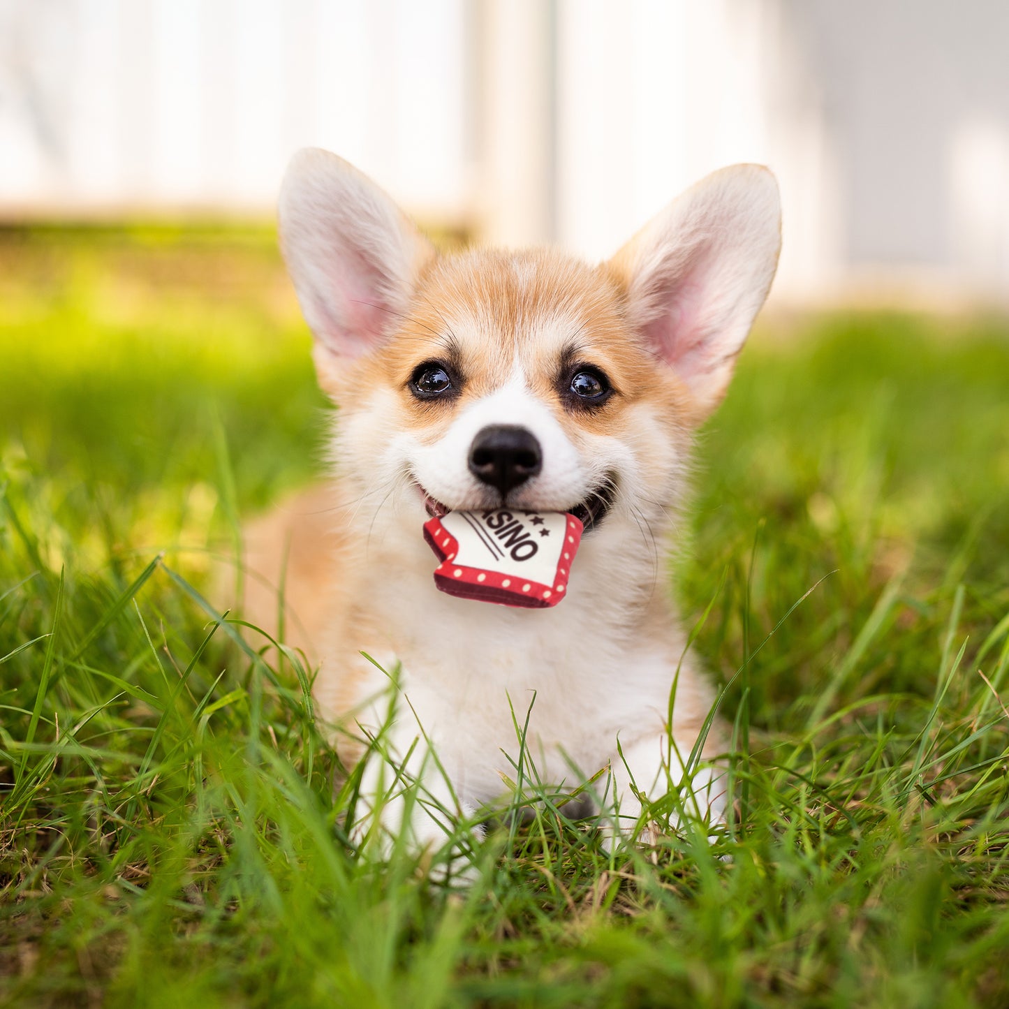ループ 犬用おもちゃ スモル カジノ シガー