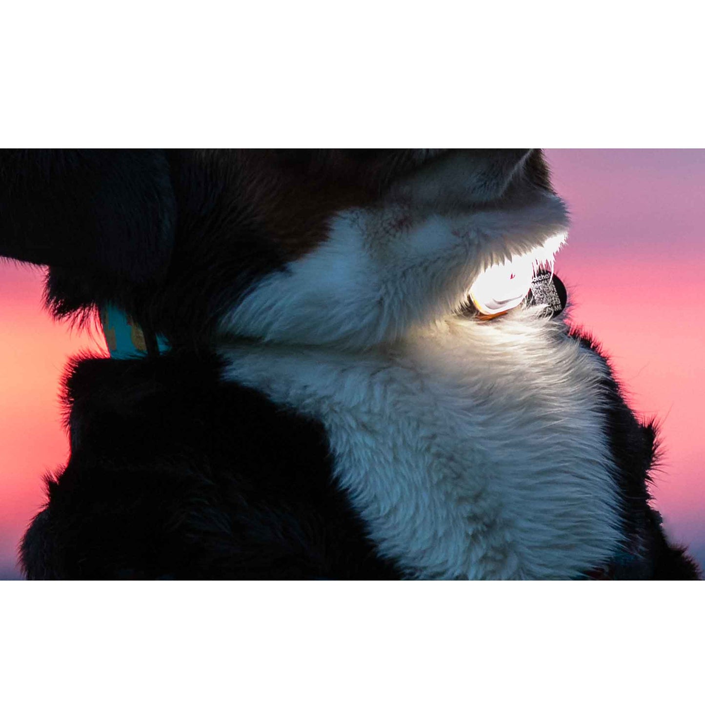 マックスアンドモーリー 夜間お散歩用LEDライト マトリックスLED グリーン