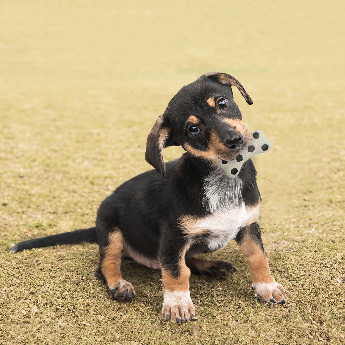 ループ 犬用おもちゃ プーピーズ バスケボーン