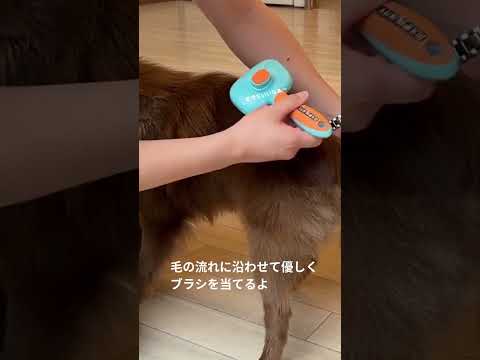 ループビューティー フリーアグルーム