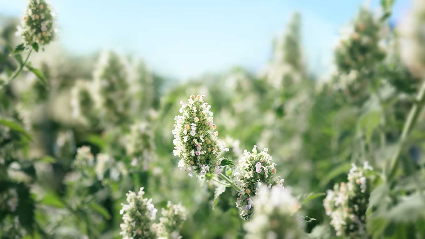 キャットニップって何？猫が夢中になる不思議なハーブの秘密