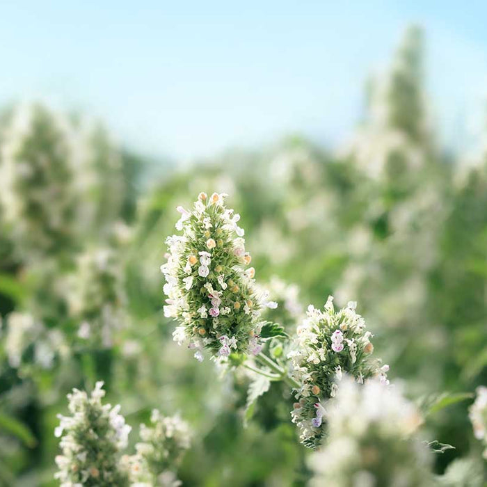 キャットニップって何？猫が夢中になる不思議なハーブの秘密