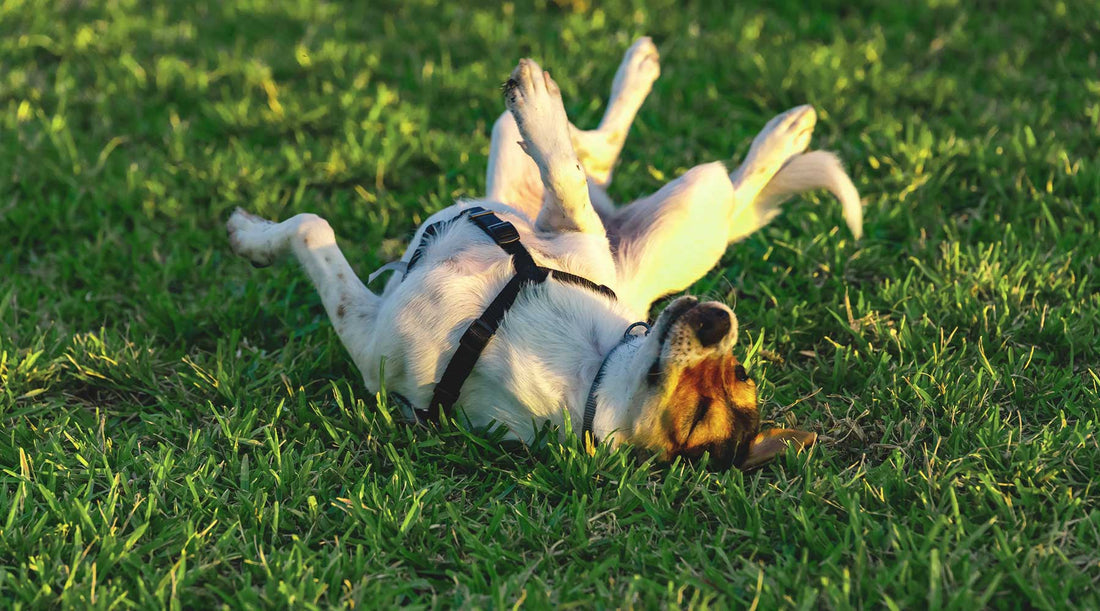 犬が芝生に寝転んで地面に体を擦り付けている様子
