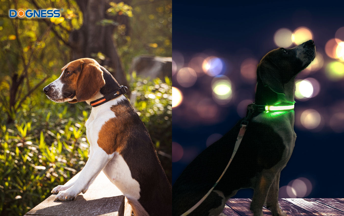 公式サイト】ペットのライフスタイルをシンプルにする「DOGNESS
