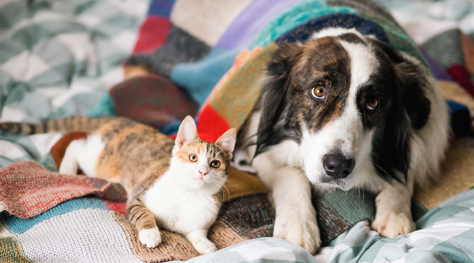 ベッド・テント