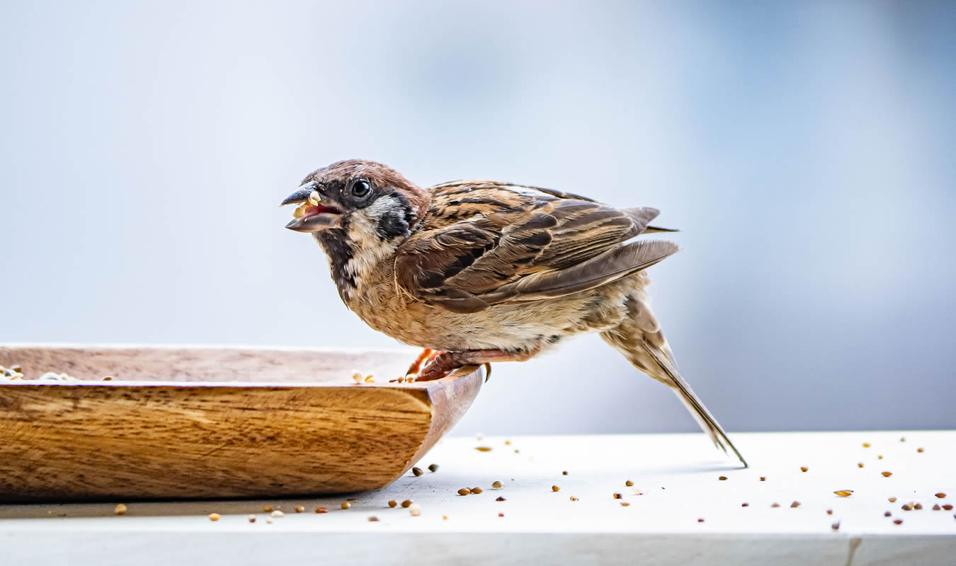 フィンチ（文鳥・カナリヤ）他