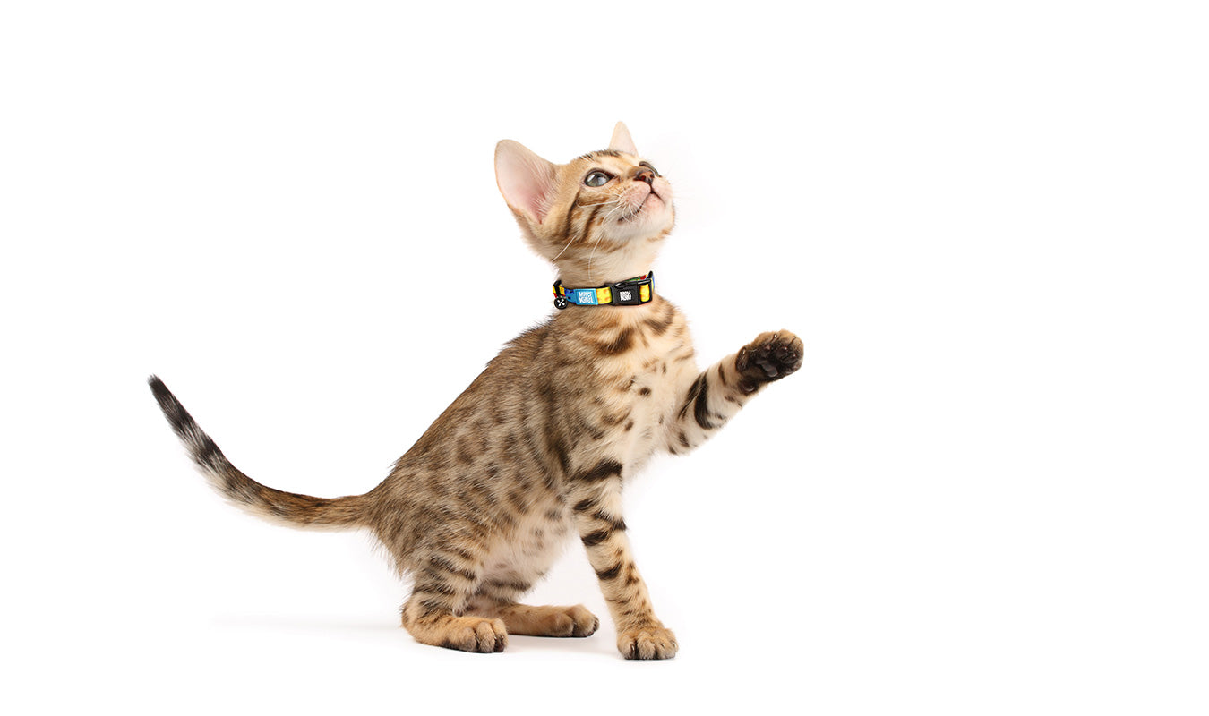 首輪（Cat)