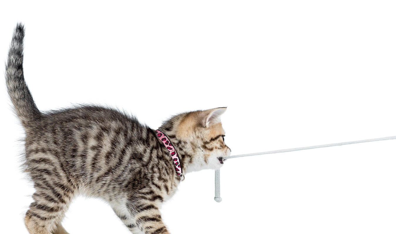 猫用おもちゃ