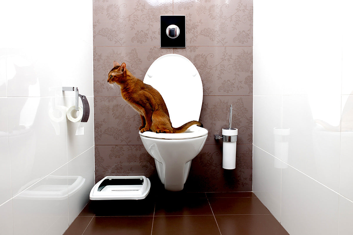 トイレ用品（Cat）