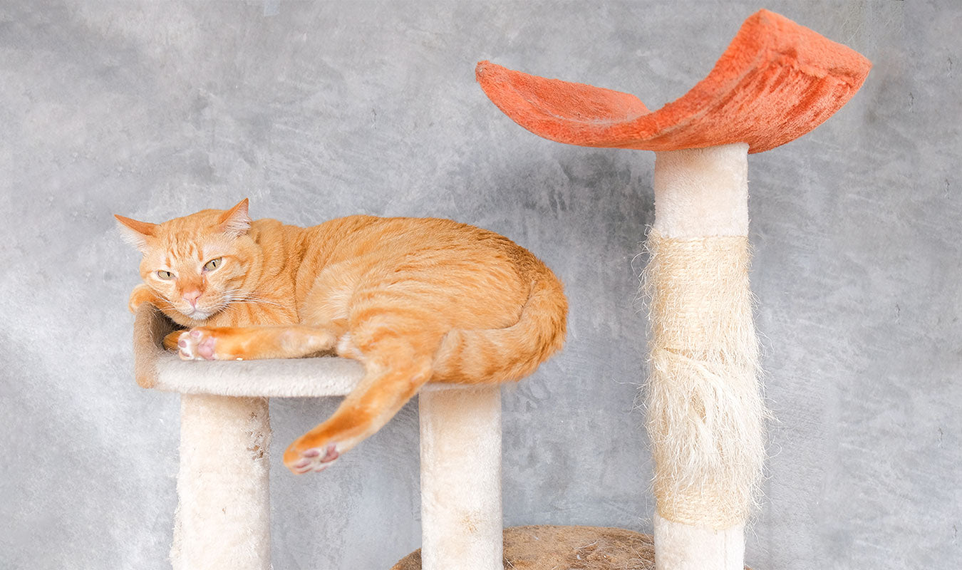キャットタワー