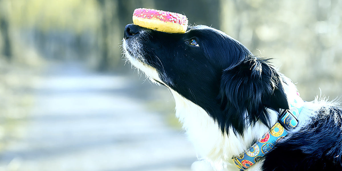 首輪（Dog) — ルークランオンライン