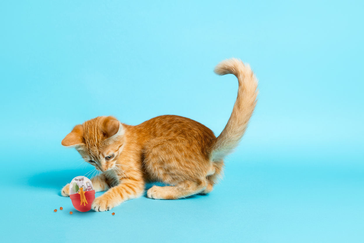 知育系おもちゃ（Cat）