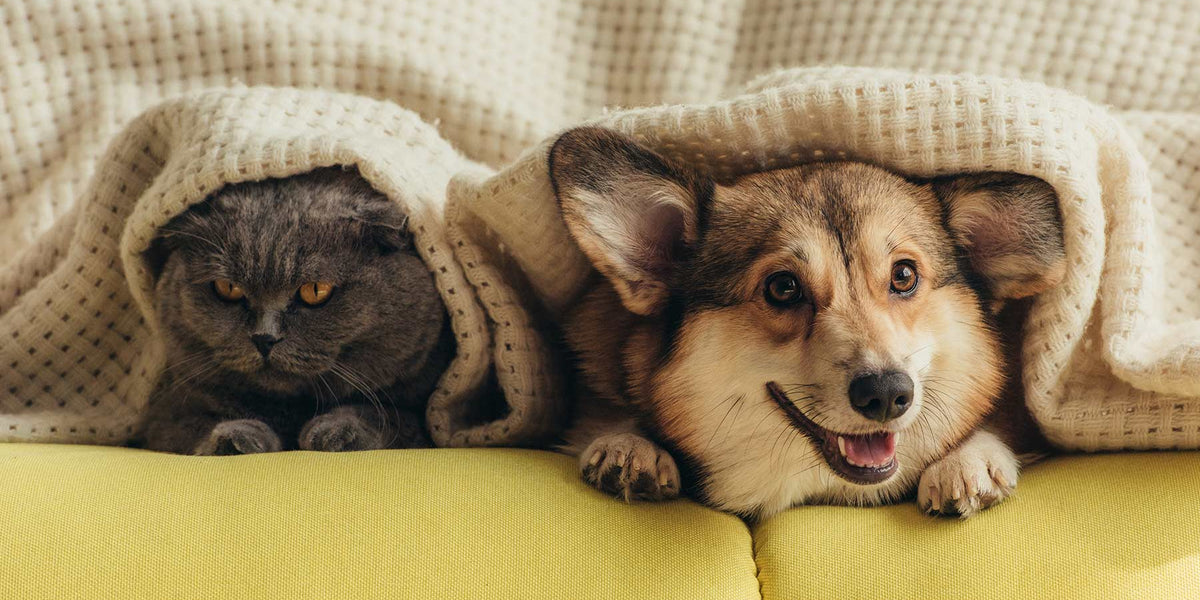 ベッド — ルークランオンライン