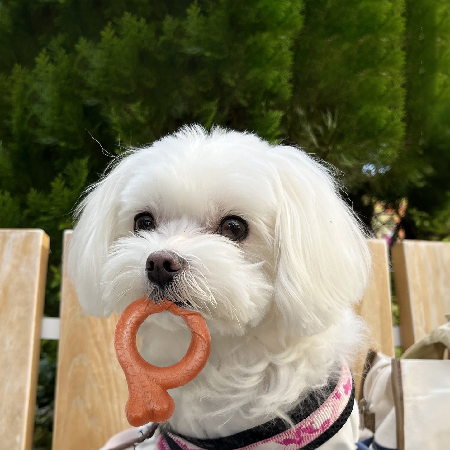 ループ　犬用おもちゃ　デンタル　ヘイローボーン