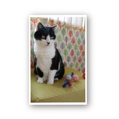 ループ　猫用おもちゃ　ファニーズ　キャンディーリボン（２個セット）