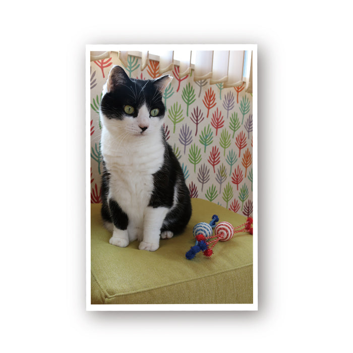 ループ　猫用おもちゃ　ファニーズ　キャンディーリボン（２個セット）