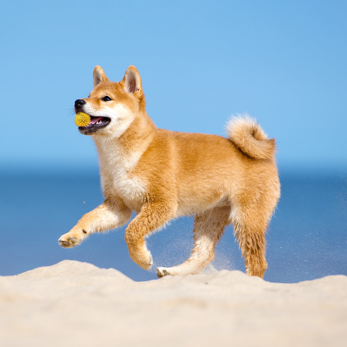 ループ　犬用おもちゃ　ソフトハウンズ　フルーツボール