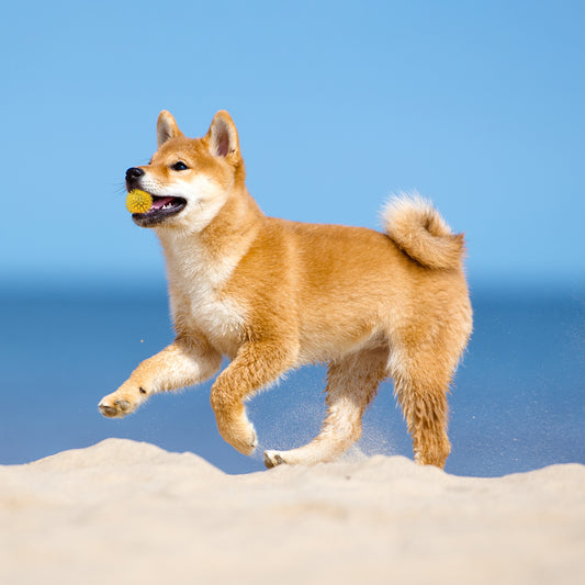 ループ　犬用おもちゃ　ソフトハウンズ　フルーツボール