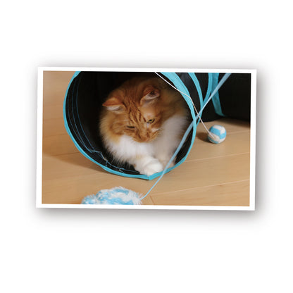 ループ　猫用おもちゃ　ロッディーズ　カシャマウス