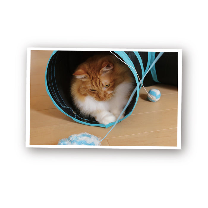 ループ　猫用おもちゃ　ロッディーズ　カシャマウス