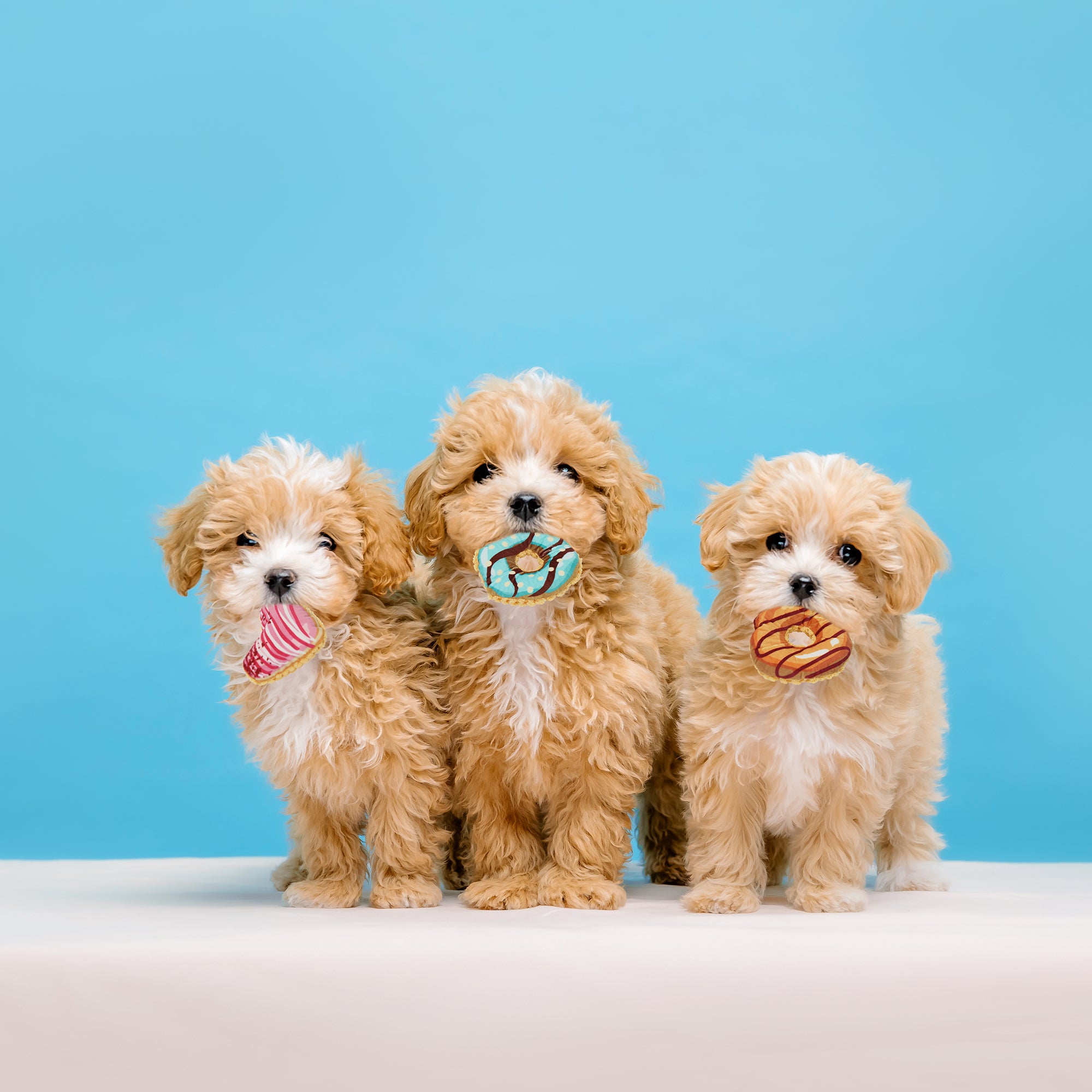 ループ 犬用おもちゃ スモル ドーナツ – ルークランオンライン