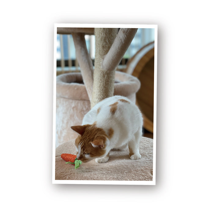 ループ　猫用おもちゃ　ファニーズ　キャロット（2個セット）