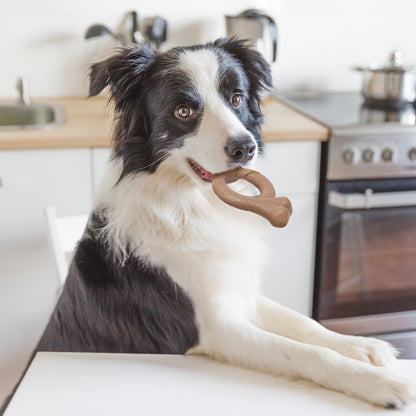 ループ　犬用おもちゃ　デンタル　ヘイローボーン