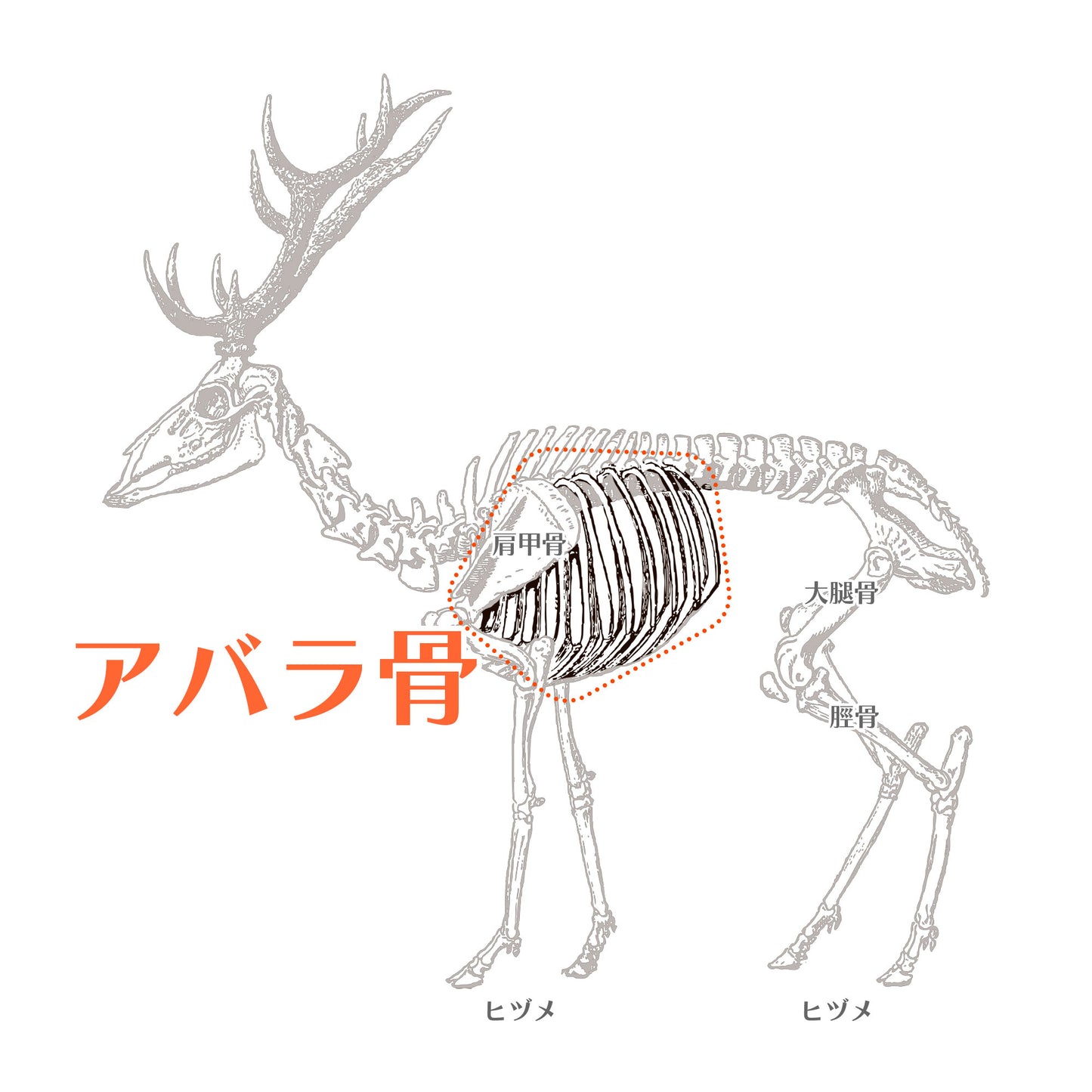 ナチュラルグレイス　エゾシカ　アバラ骨