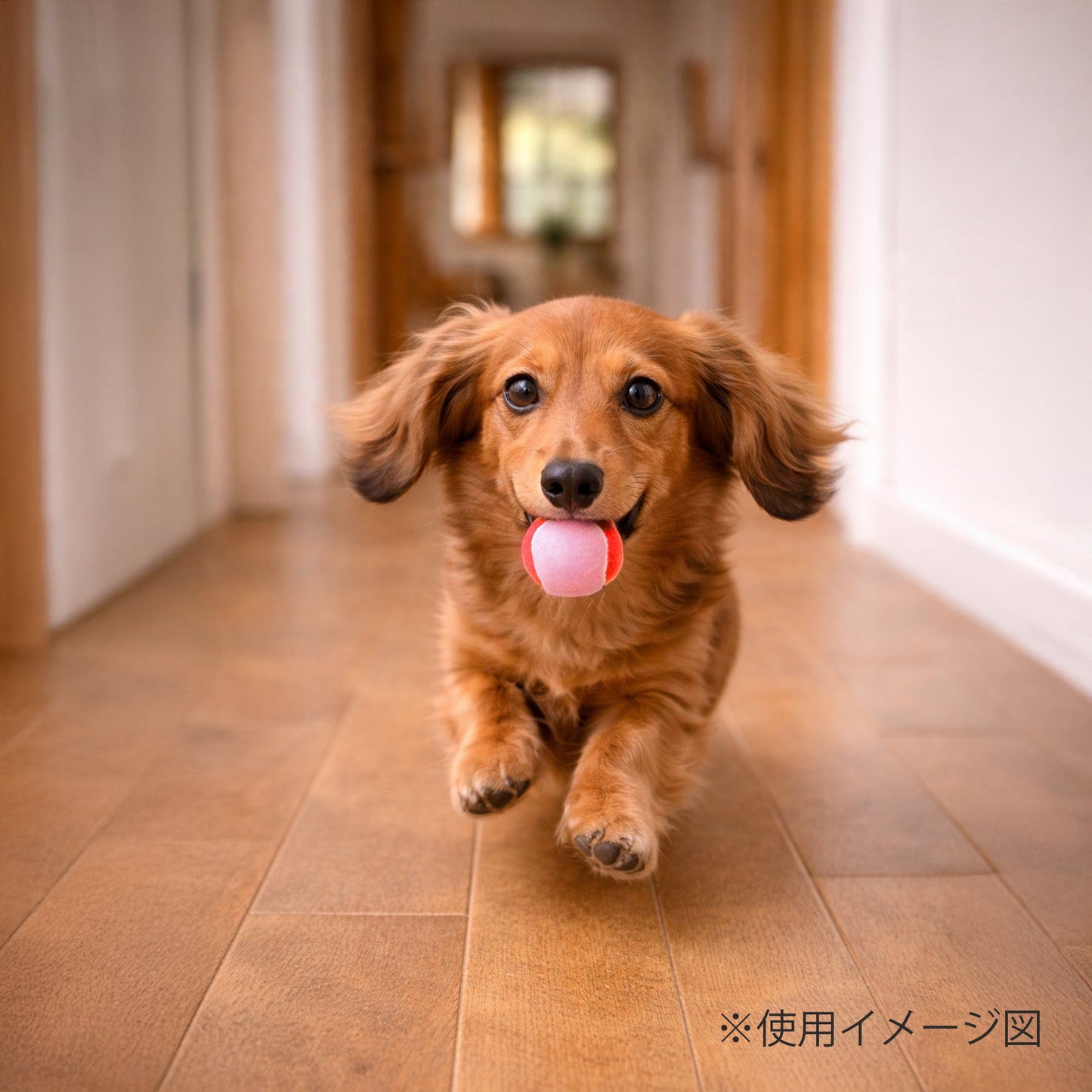 ループ　犬用おもちゃ　ハウンズ＋　テニスボールmini
