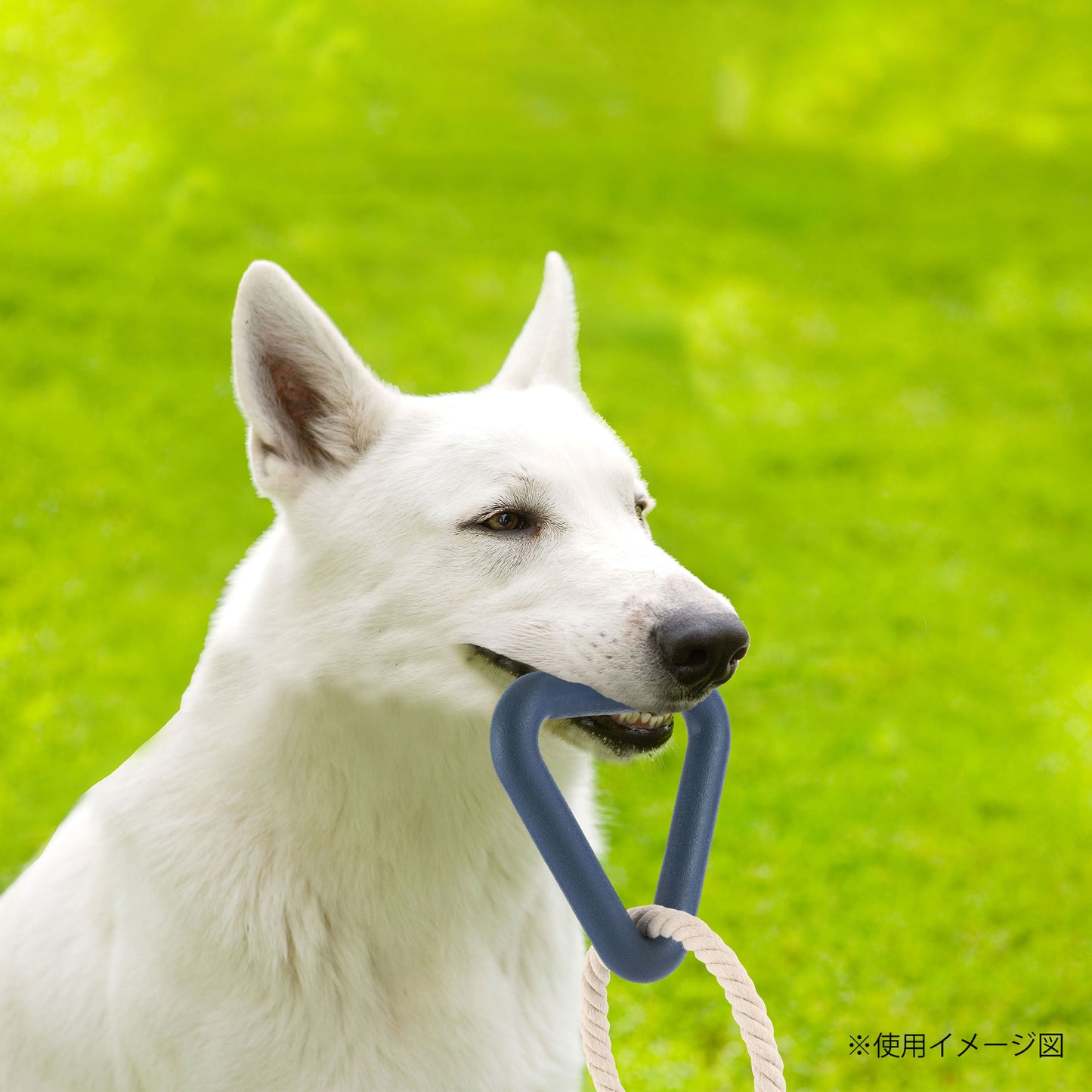 ループ　犬用おもちゃ　ハウンズプラス　トライアングル S