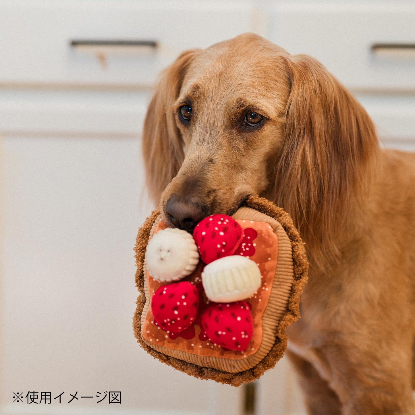 プレイ　犬用おもちゃ　アイホップ（IHOP）
