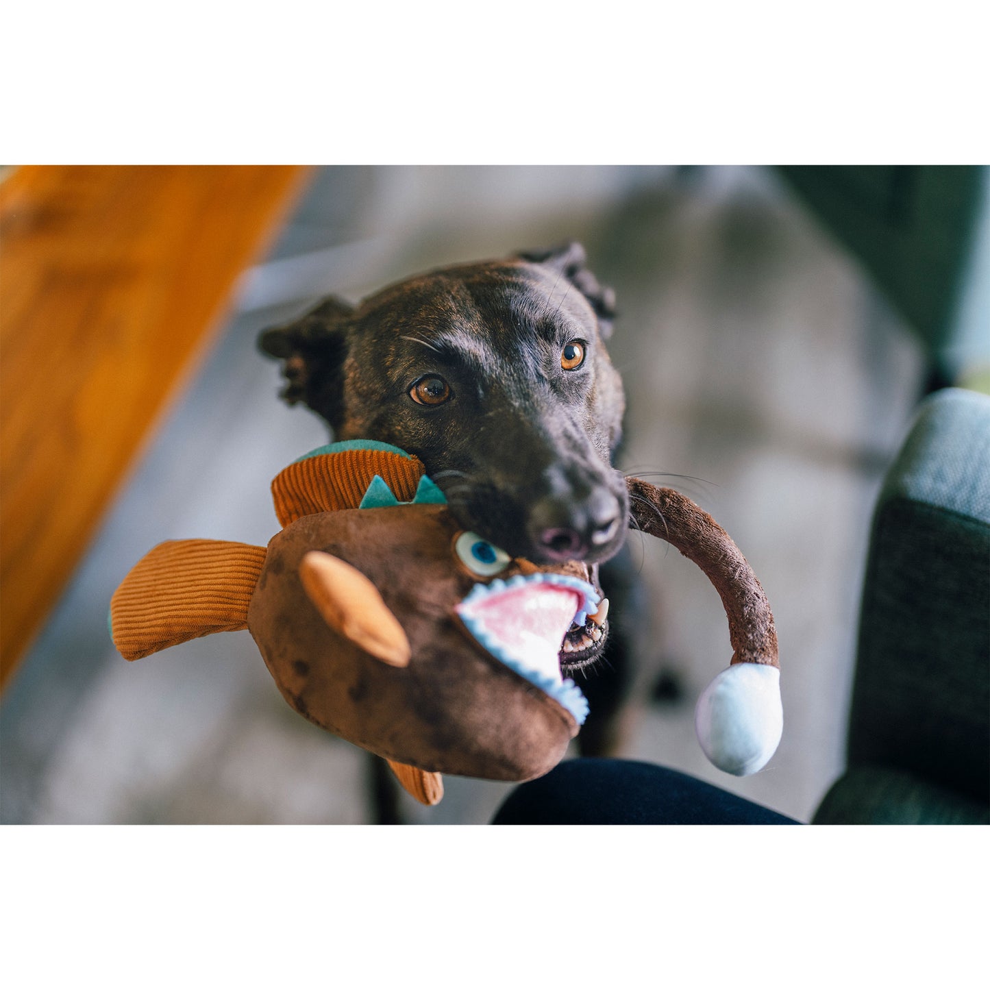 プレイ　犬用おもちゃ　オーシャンバディーズ
