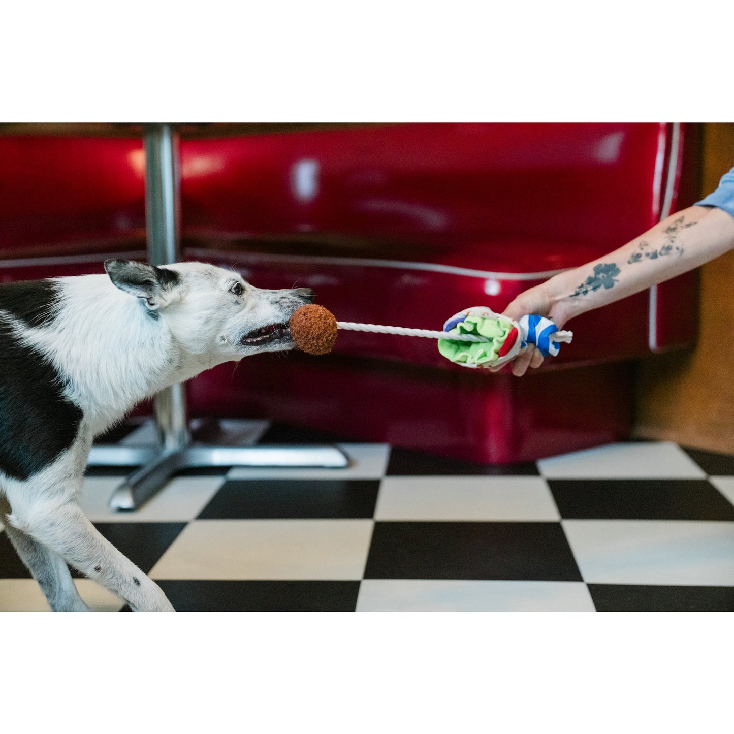 プレイ　犬用おもちゃ　インターナショナルクラシック ファラフェルラップ