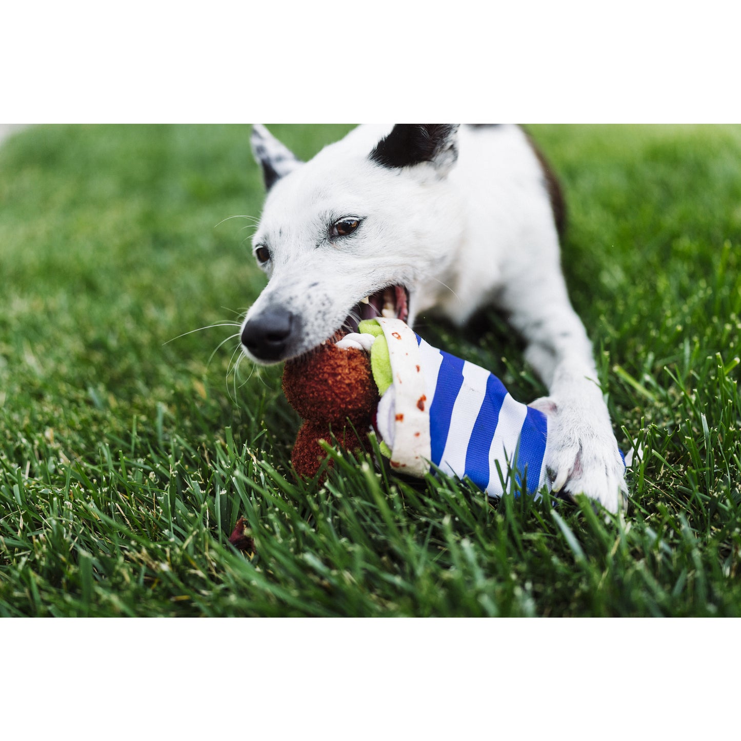 プレイ　犬用おもちゃ　インターナショナルクラシック ファラフェルラップ