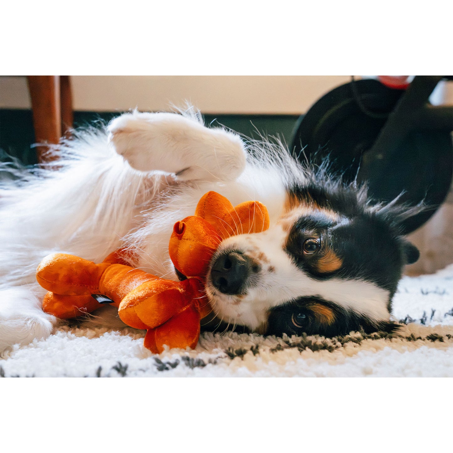 プレイ　犬用おもちゃ　パーティーアニマルズ
