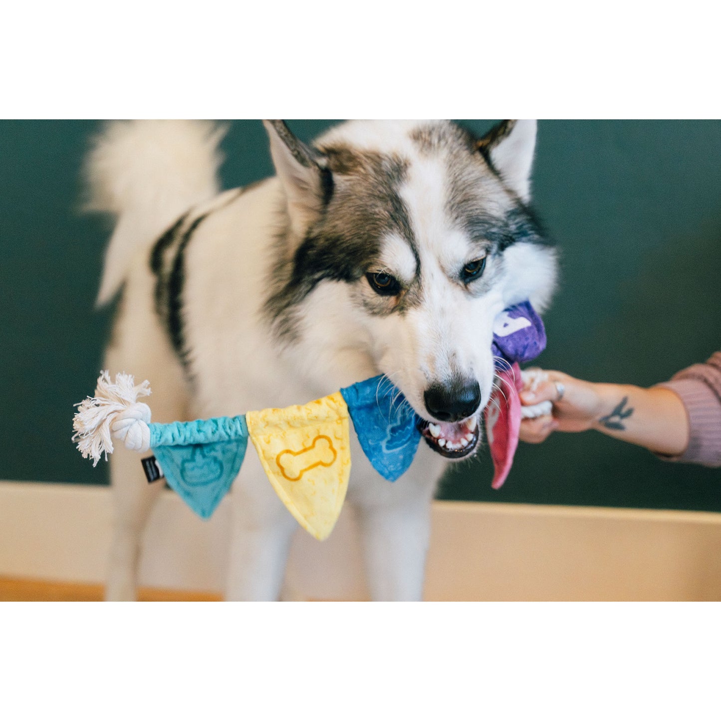 プレイ　犬用おもちゃ　パーティーアニマルズ