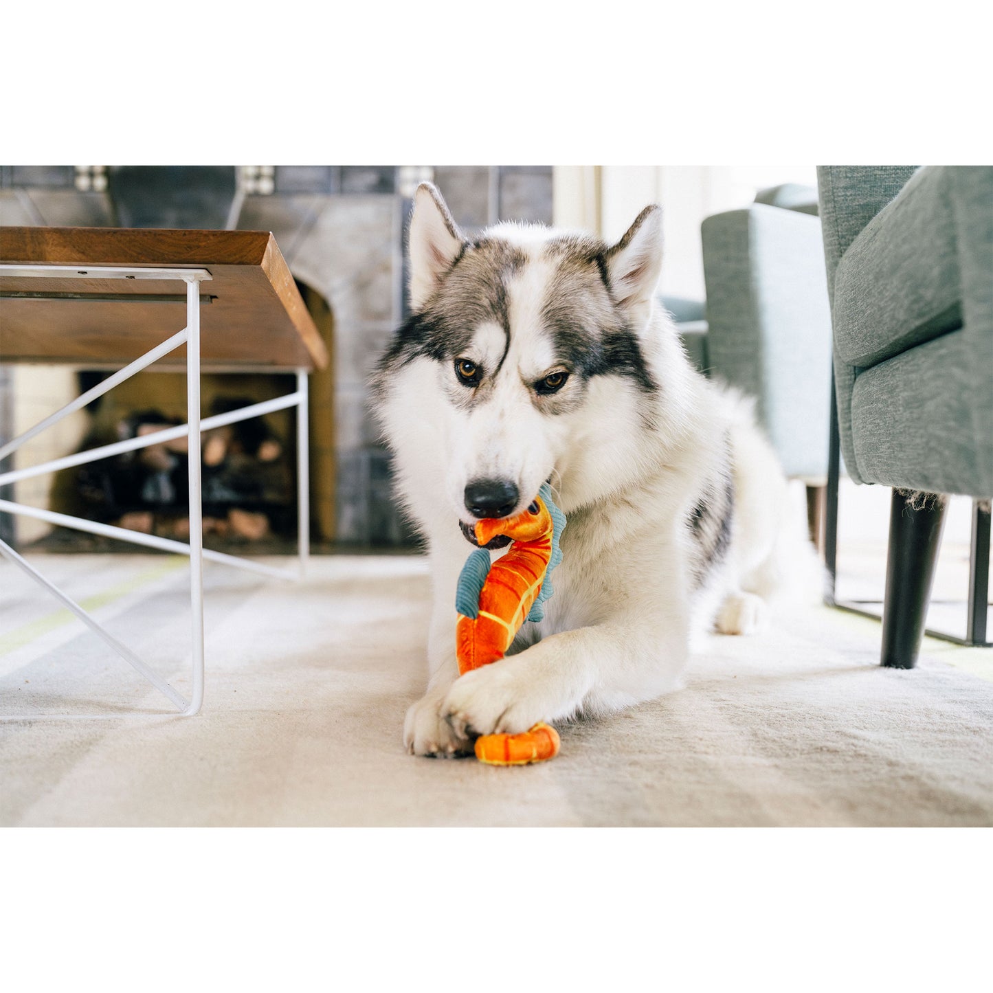 プレイ　犬用おもちゃ　オーシャンバディーズ
