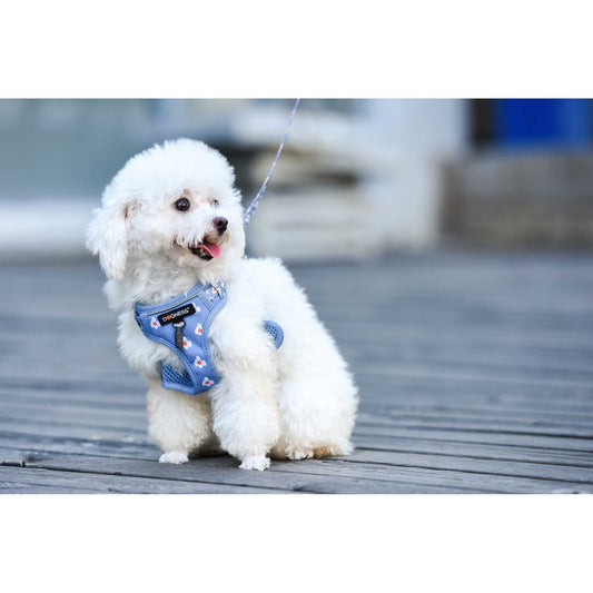 ドッグネス　リード＆ハーネスセット　リトルラスカル