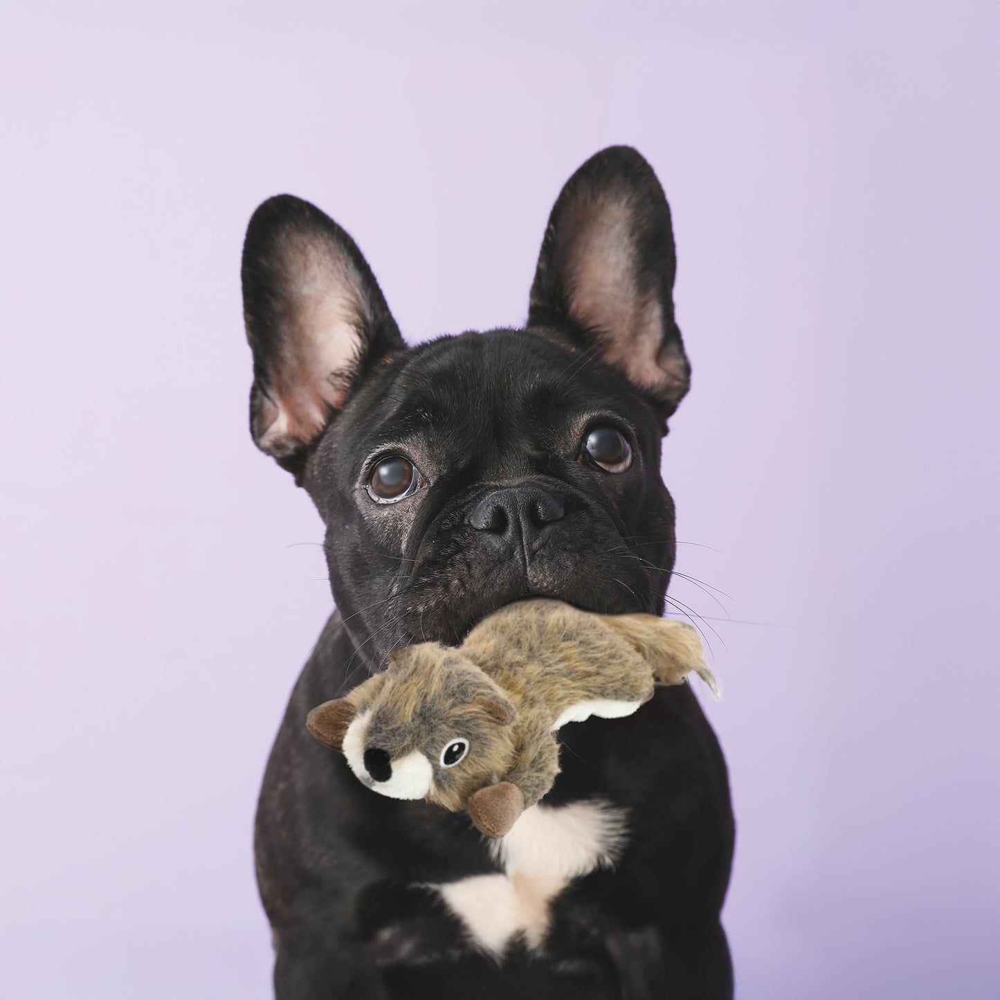 ユーゴー　犬用おもちゃ　フォレストスクワール S