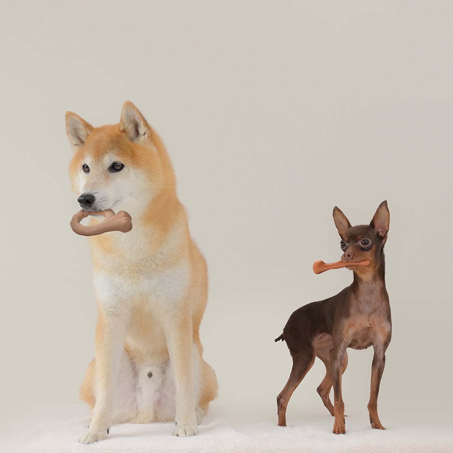 ループ　犬用おもちゃ　デンタル　スパイキーボーン