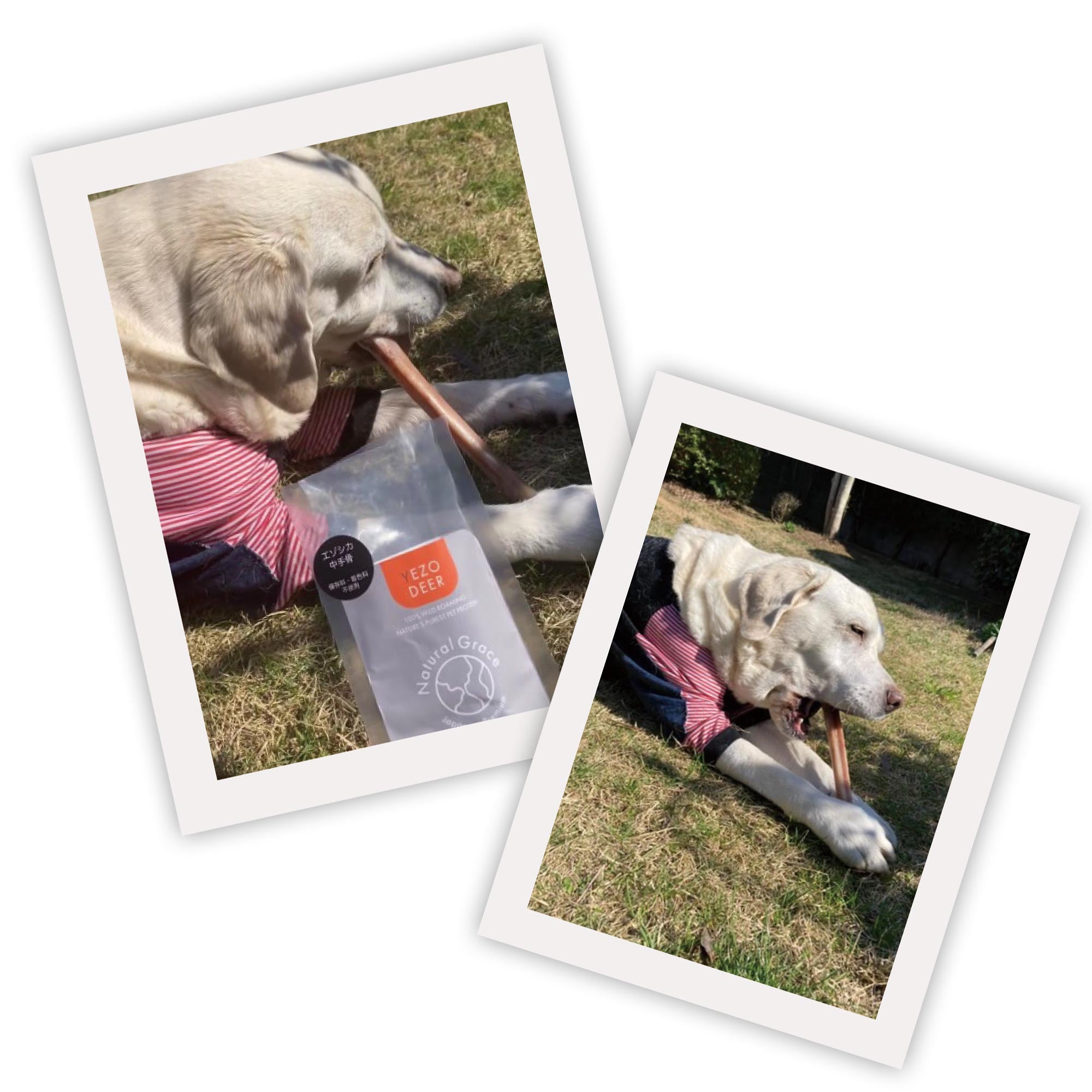 ナチュラルグレイス エゾシカ 中手骨 1本 – ルークランオンライン
