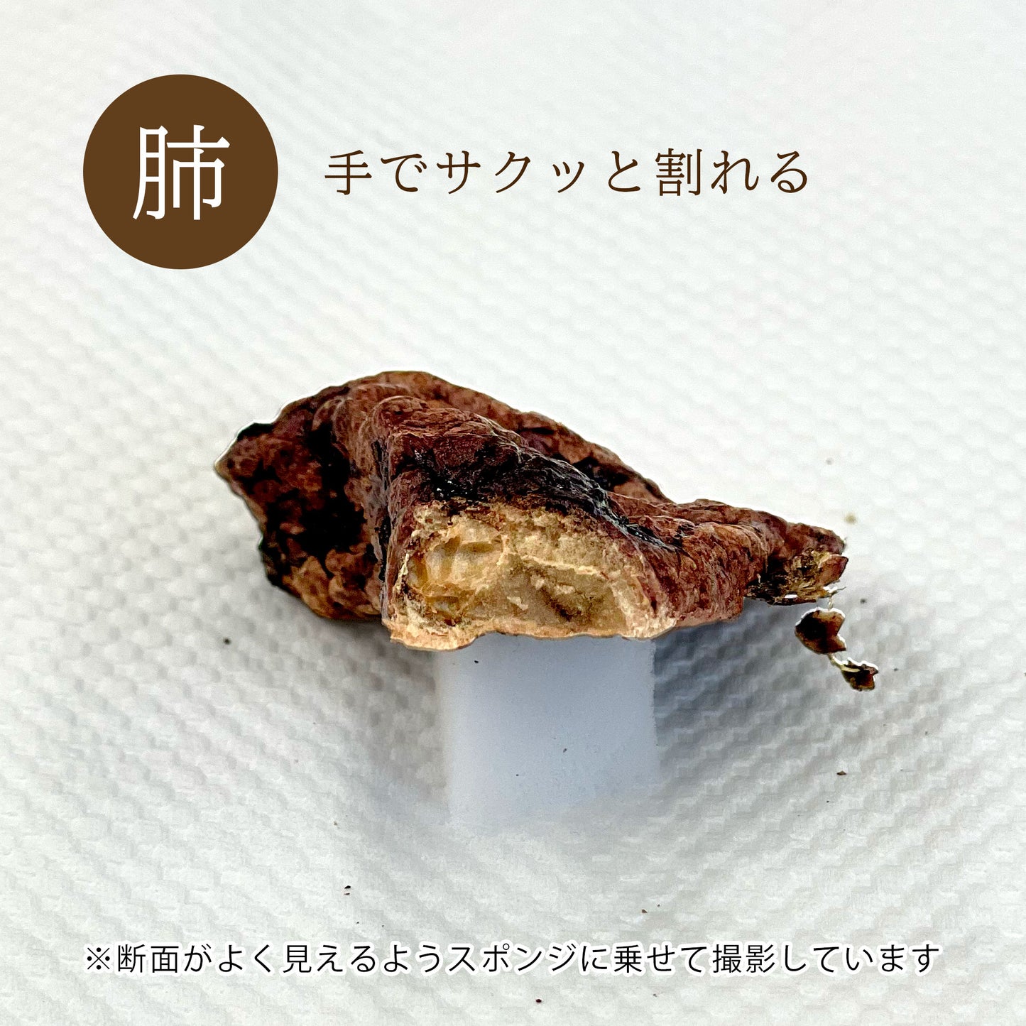 ナチュラルグレイス　エゾシカ　肺　10g